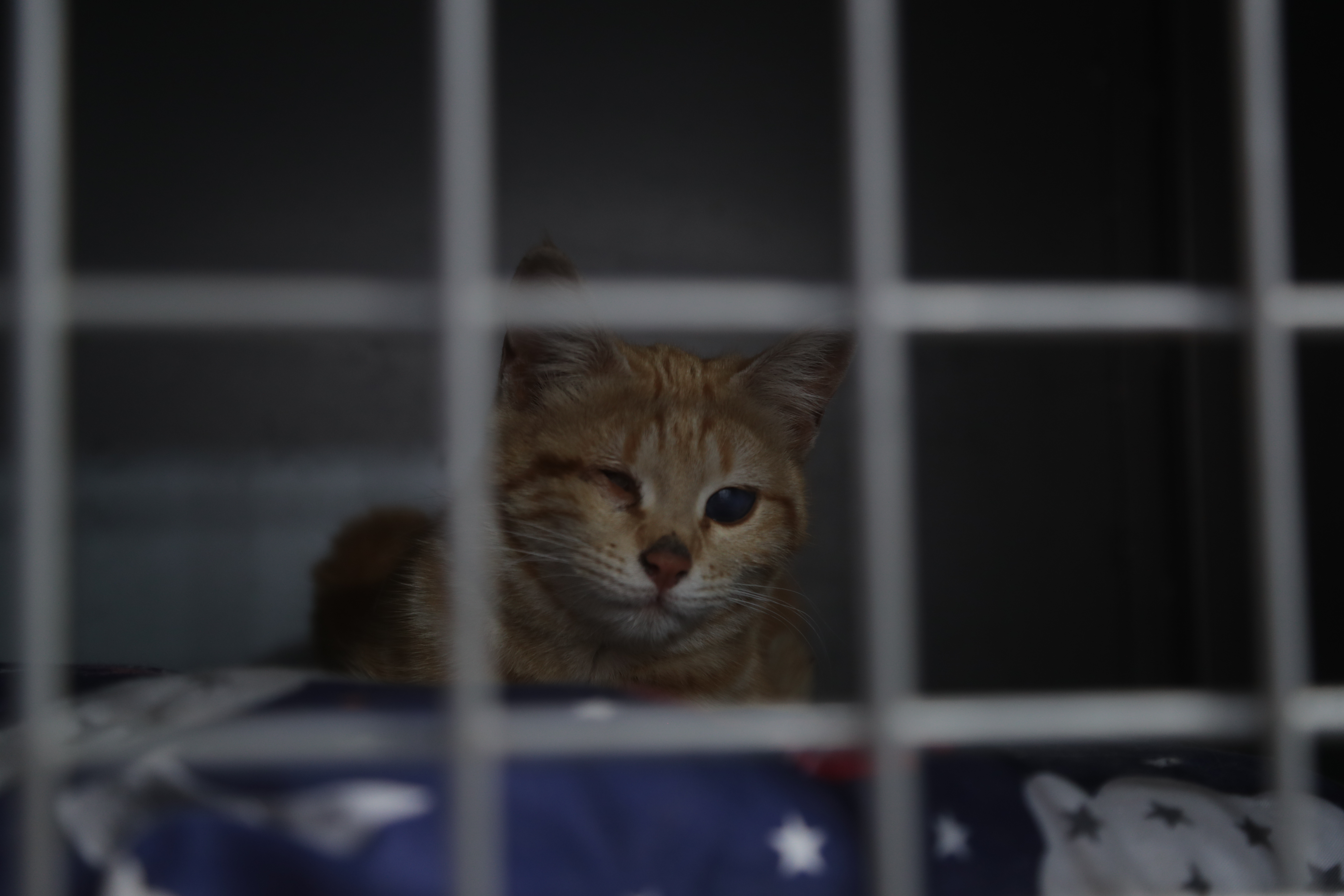 Mohammed Alaa Aljaleel, Cat Man of Aleppo – orange cat with a missing eye sitting in a small cage filled with blankets