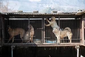 Anjing dikurung dalam kerangkeng besi. Foto oleh Jean Chung, disediakan HSI.