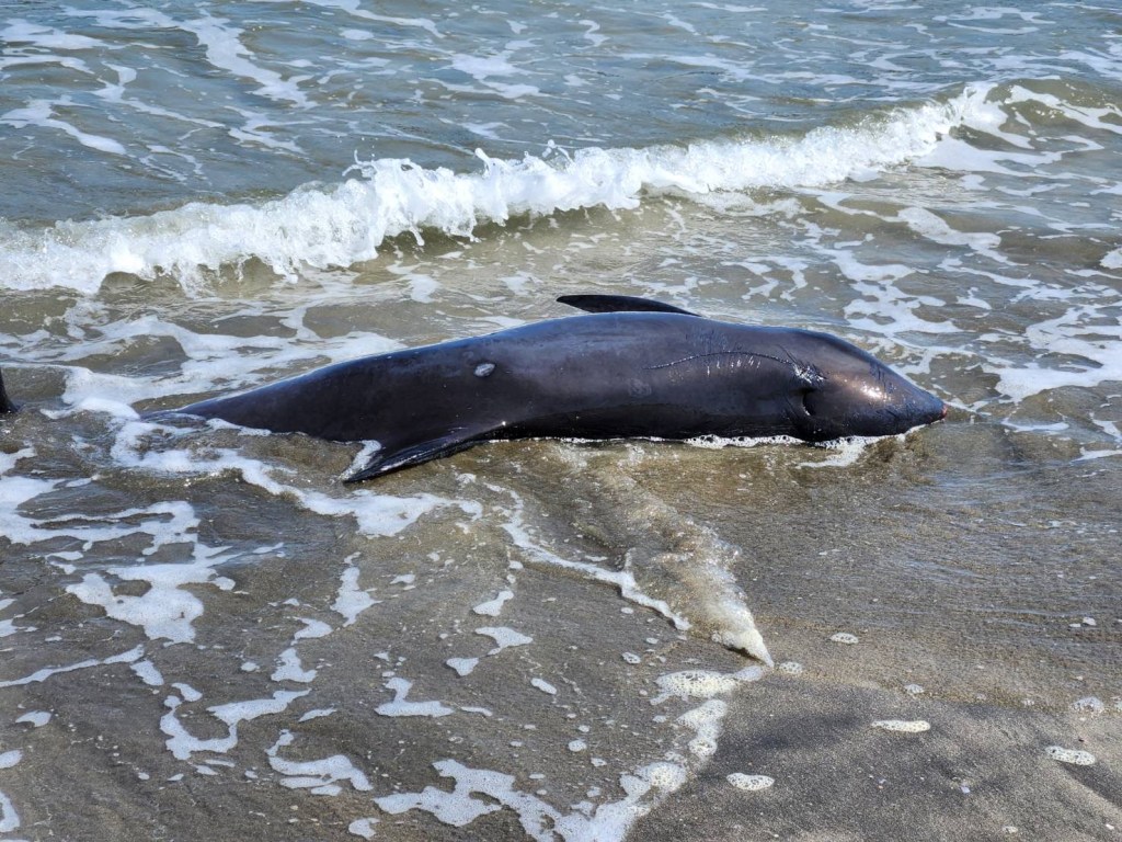 SURFERS AND PASSERSBY HAVE TRIED TO RETURN THE WASHED UP DOLPHINS INTO THE OCEAN. PHOTO: COURTESY OF ICHINOMIYA TOWN, INDUSTRY AND TOURISM DIVISION