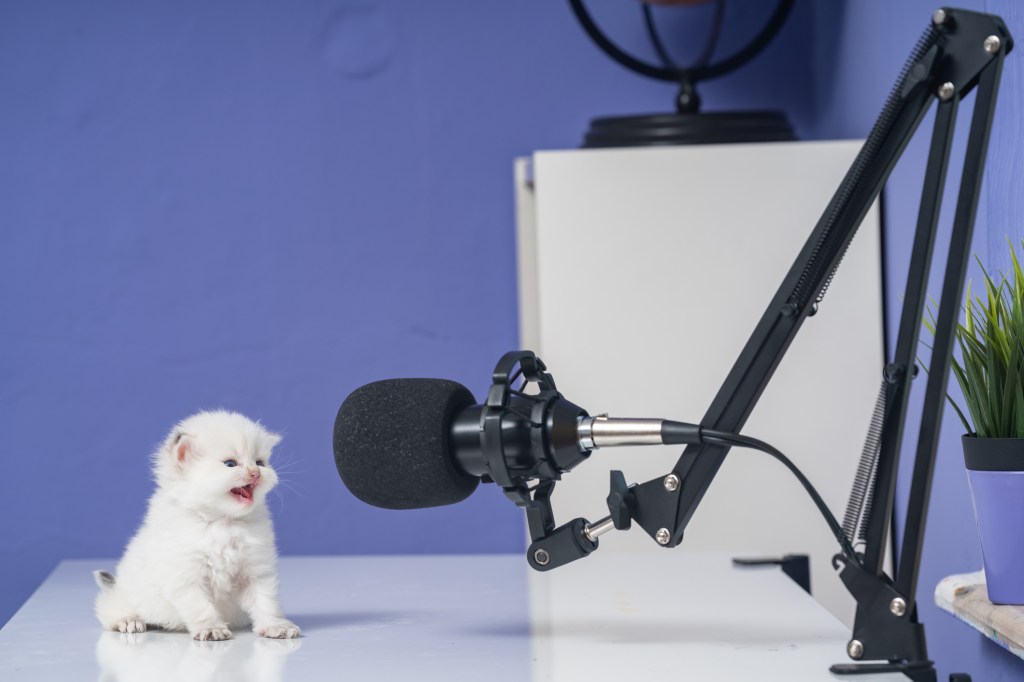 A kitten meowing into a mic. Getty Images