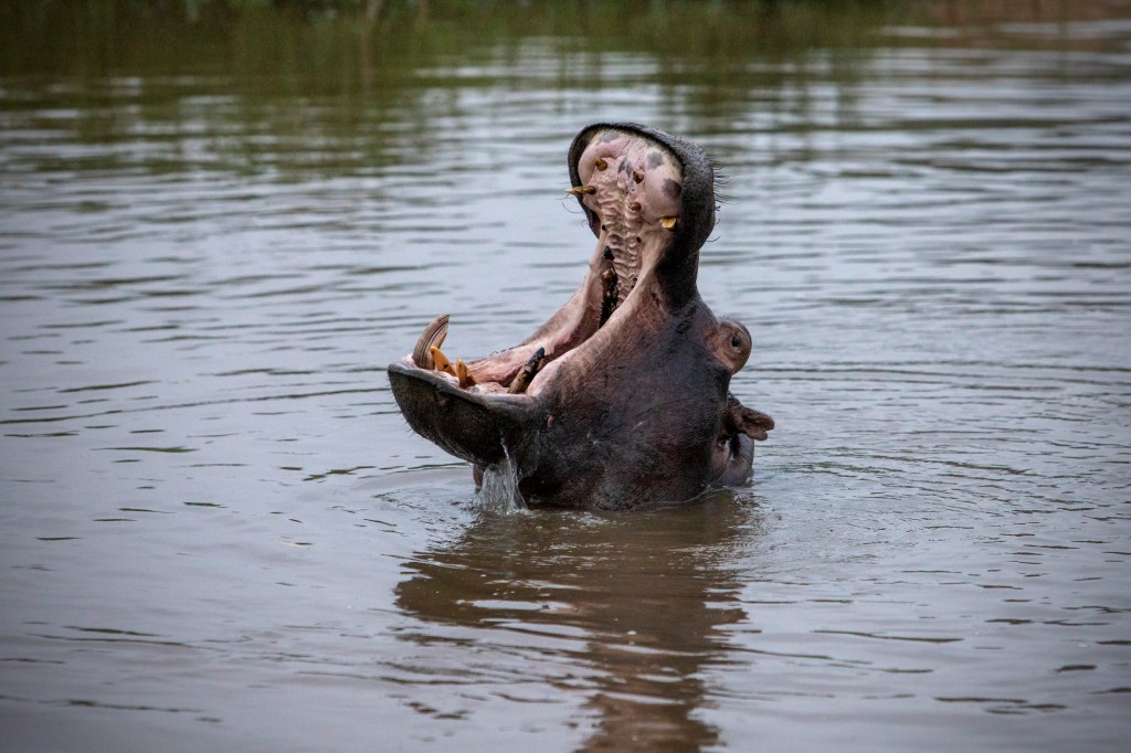 A hippopotamus yawns while remaining cool in a river on November 26, 2021 in the Sabi Sands​.