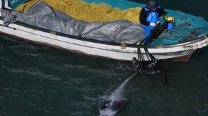 dolphin taiji hunting