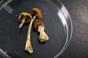 Psilocybe mushrooms at the Numinus Bioscience lab in Nanaimo, British Columbia, Canada, on Wednesday, Sept. 1, 2021