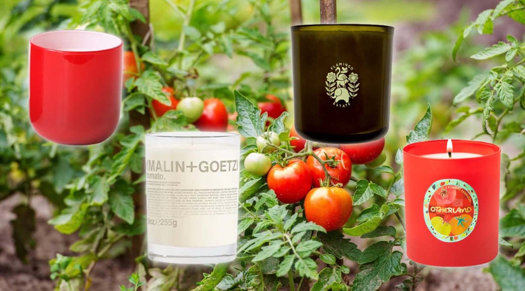 The 7 Best Tomato Candles for Big Summer Energy