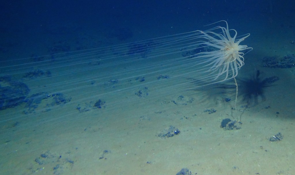 5,000 Wild New Species Discovered in Region That Ocean Mining Will Soon Devastate