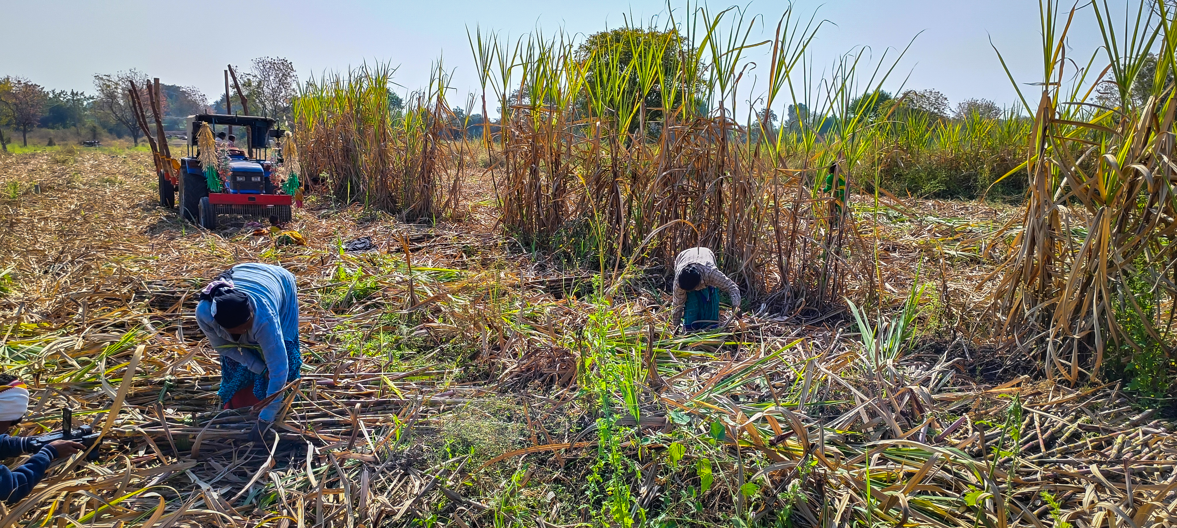 child workers, sugar industry, India