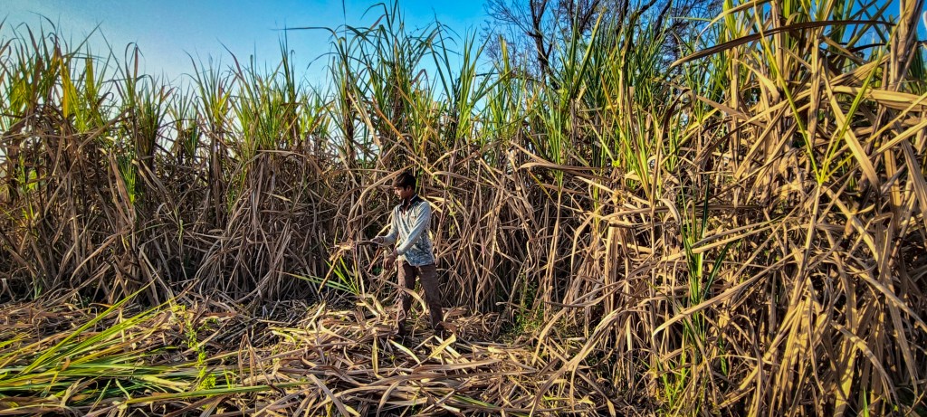 child workers, sugar industry, India