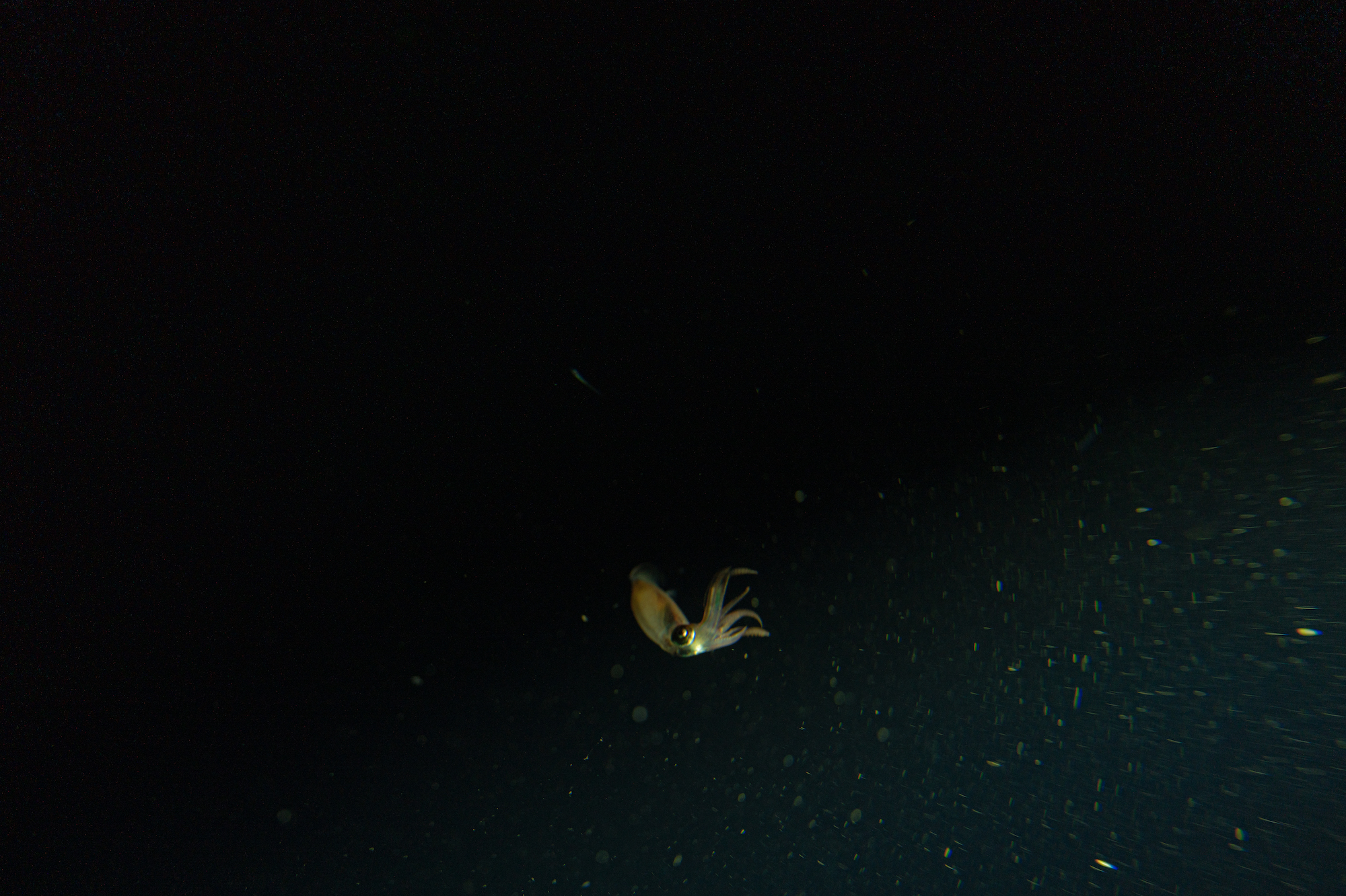 A tiny sea creature at the bottom of the ocean