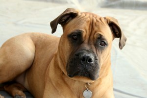 Bullmastiff dog laying down