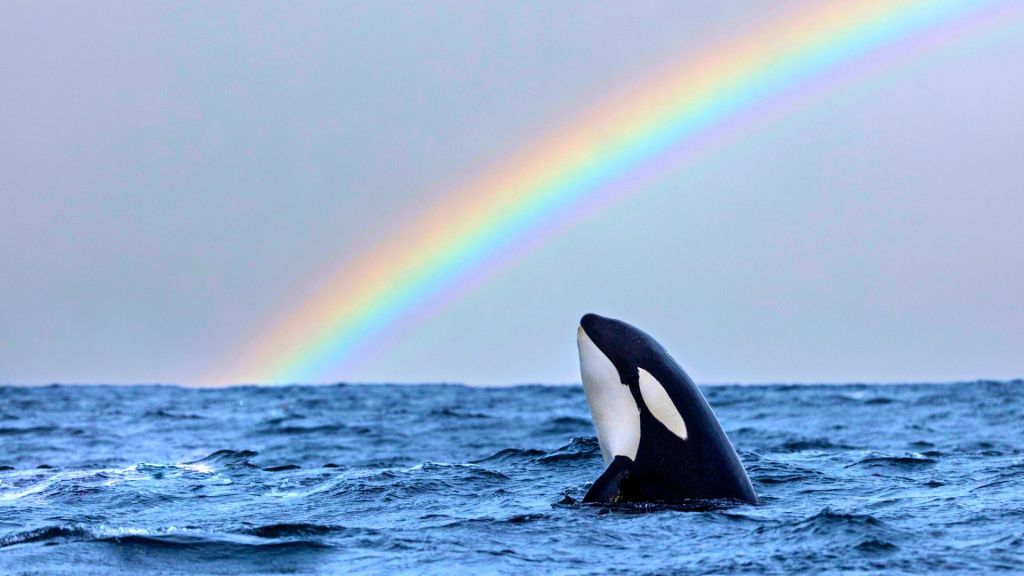 There’s Something Sad About Our Obsession With the ‘Orca Uprising’ 