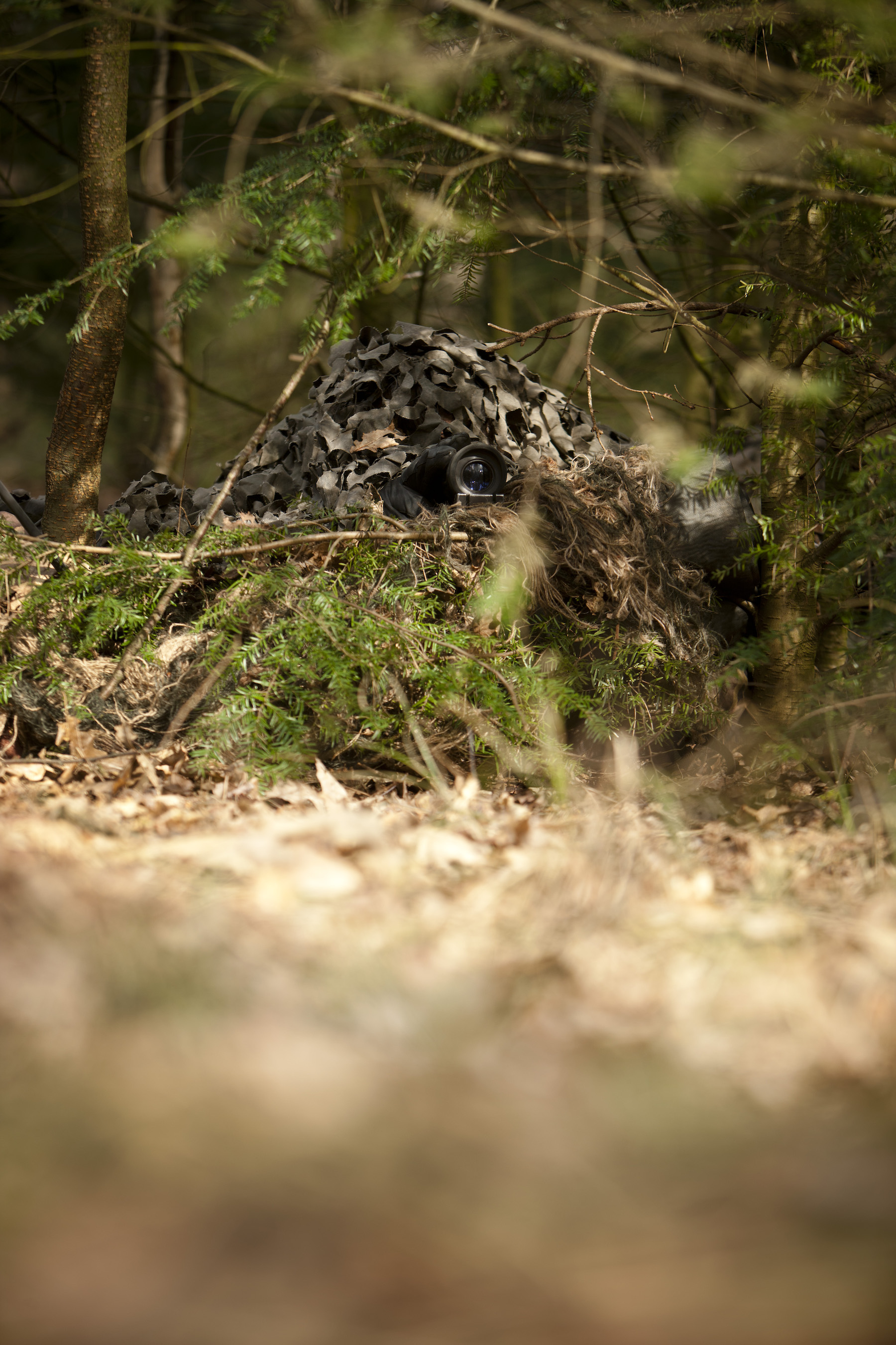 Josse, reconnaissance – man in camo suit buried in pine branches in the forest.