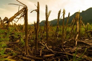 Scientists Raise Alarm Over Risk of 'Synchronized' Global Crop Failures