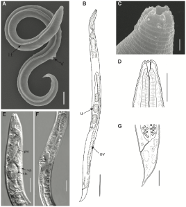 Scientists Resurrected an Extinct Animal Frozen for 46,000 Years in Siberia