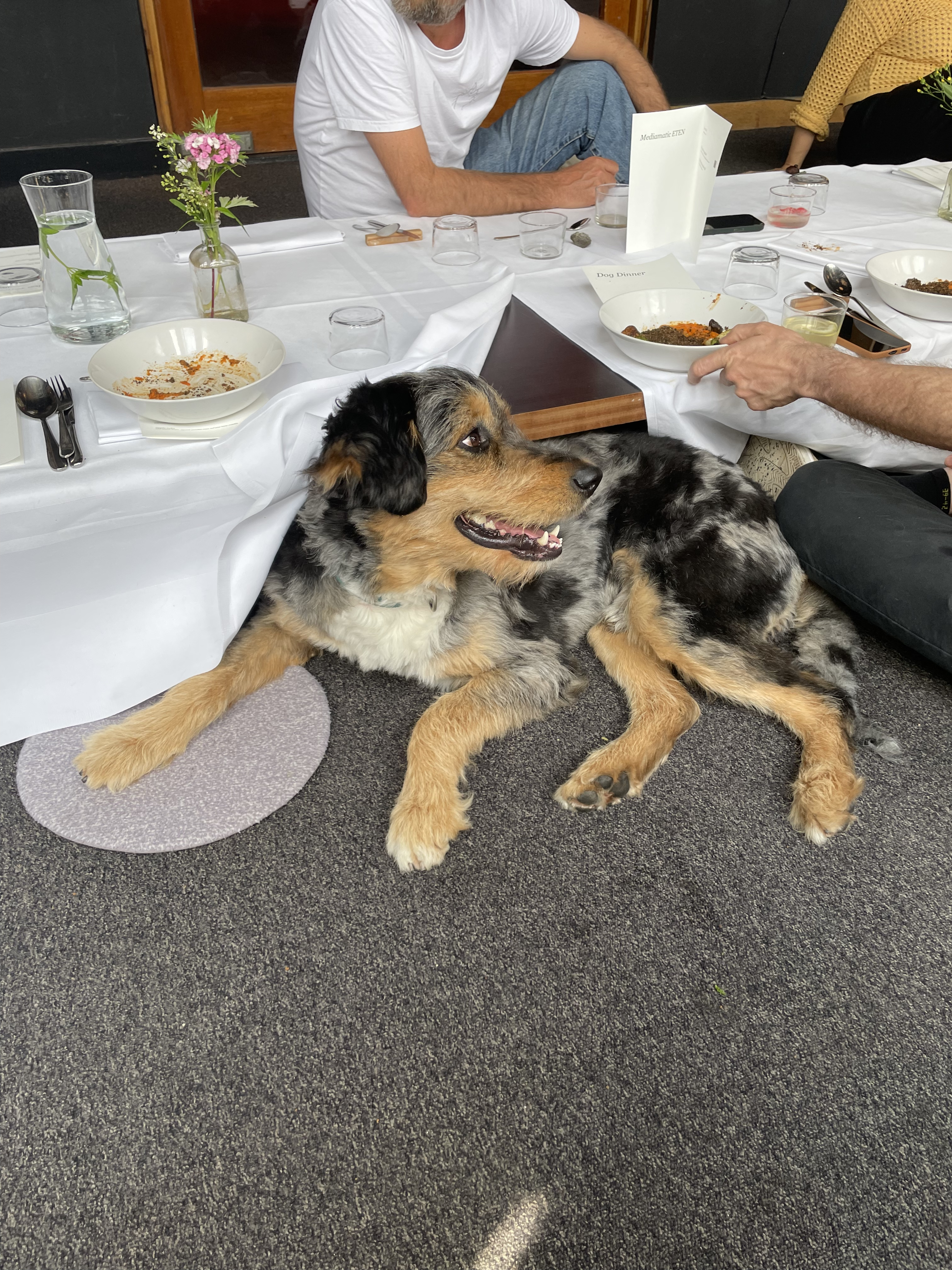 hond onder tafel.jpg