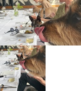 photo of a brown and black dog licking  sitting at a low table with a white tablecloth. There are plates, glasses and flowers on the table and people are seated at the table.