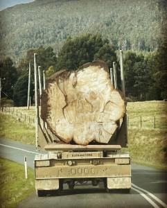 tasmania-logging-giant-tree-truck