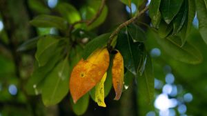 It's Getting Too Hot for Tropical Trees to Photosynthesize, Scientists Warn