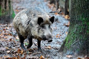 Nuclear Weapons Turned Wild Boars Into an Irradiated Menace, Study Finds