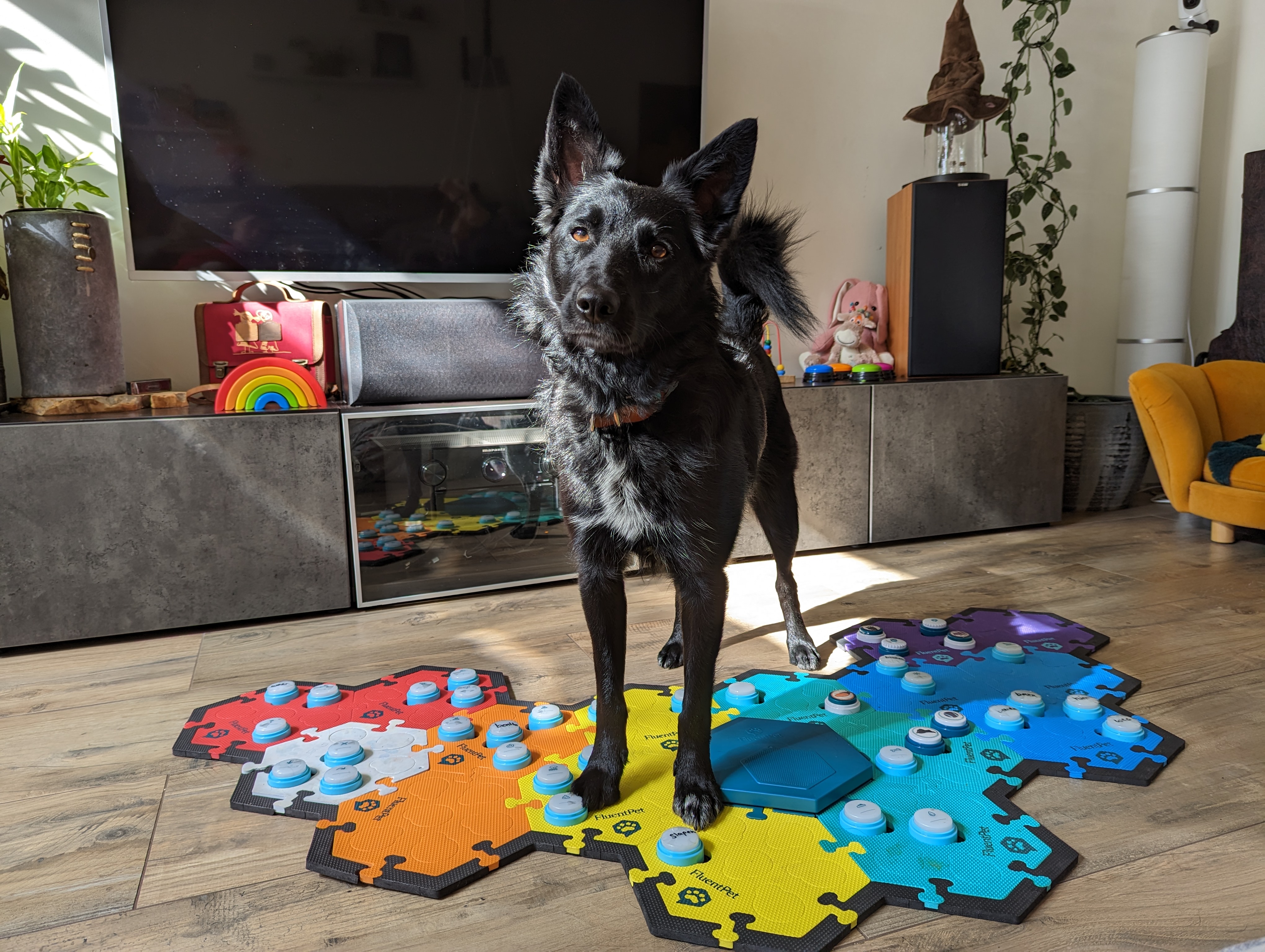 Silke and Karlijn Koning, talking dog – black dog standing on top of a colourful foam mat and looking up