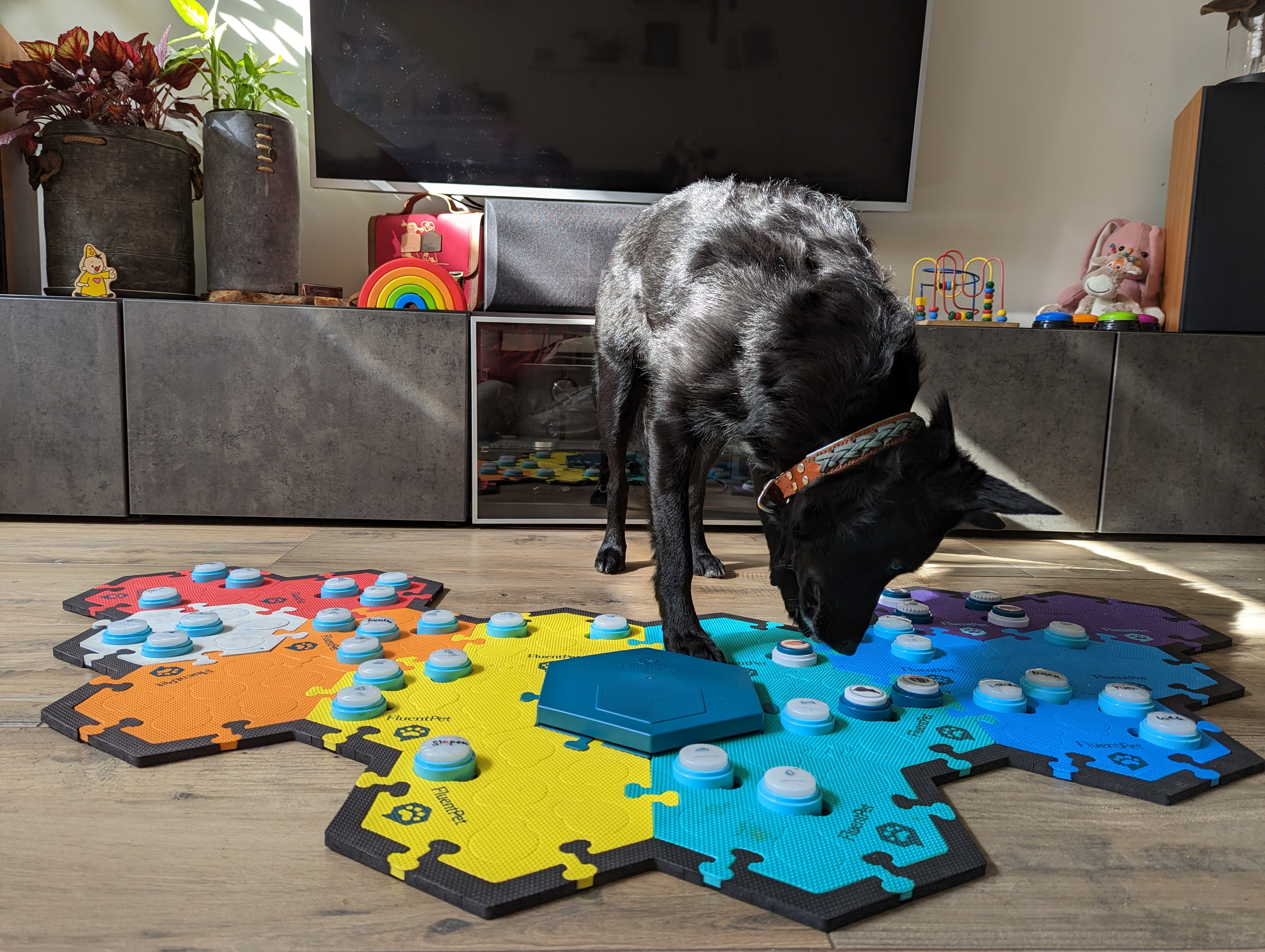 Silke and Karlijn Koning, talking dog – black dog on top of colourful foam mat, about to press a button