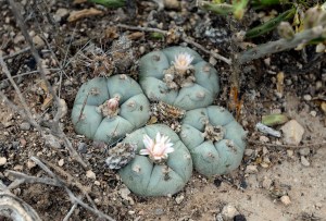 View of peyote cactus at the desert near the town of Real de 14, in San Luis Potosi State, Mexico.