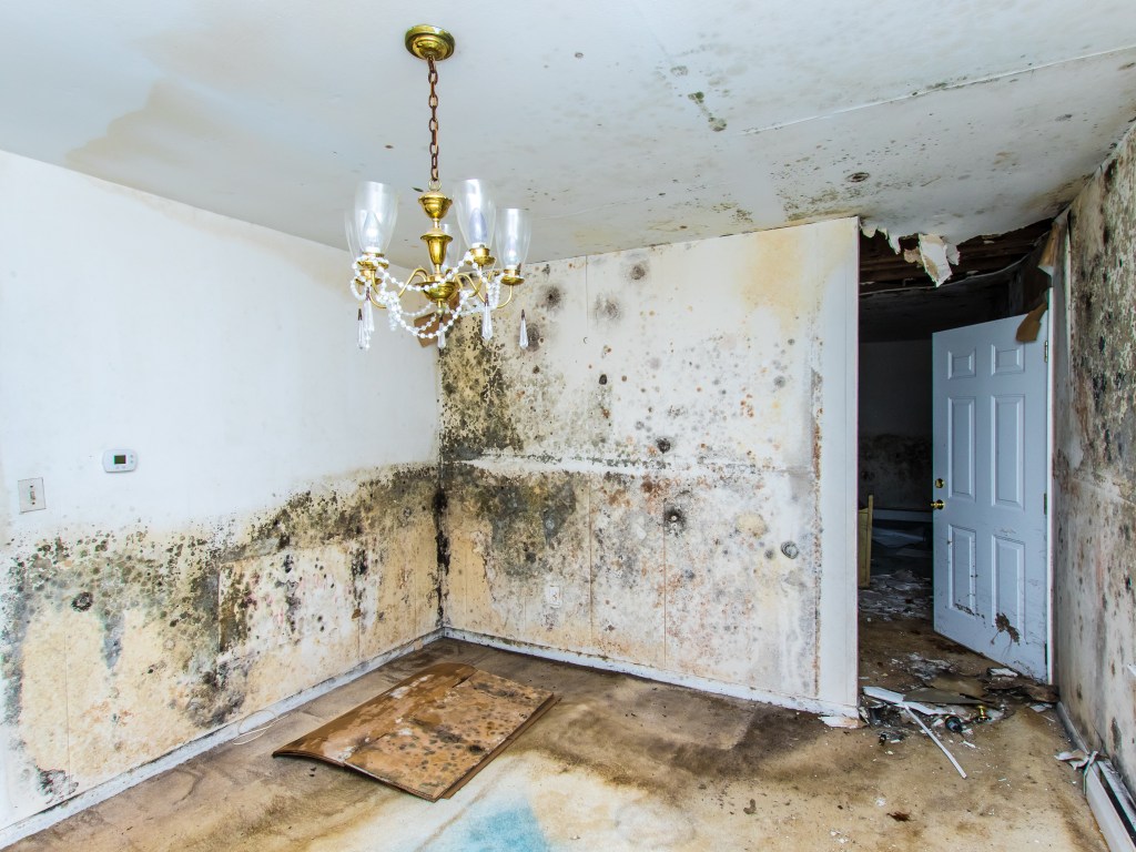 A mouldy room