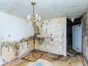 A mouldy room