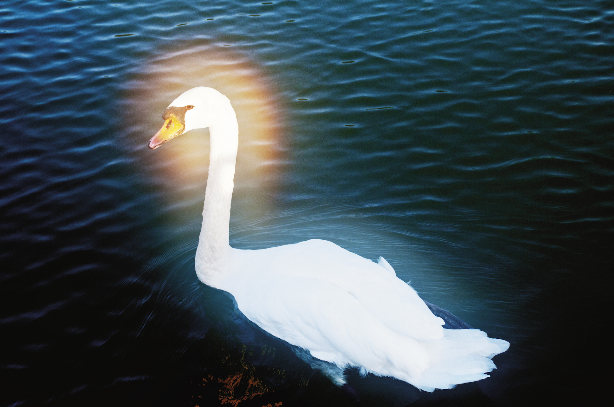 Swan on Lake Cassadaga. Lily Dale, NY, 2010