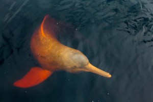 De Amazone is zo heet aan het worden dat rivierdolfijnen massaal sterven