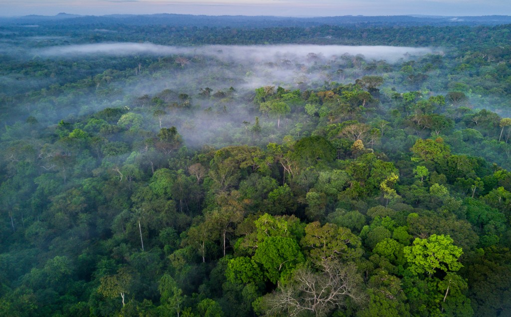 Thousands of Ancient Structures Are Still Hidden Deep In the Amazon, Study Says