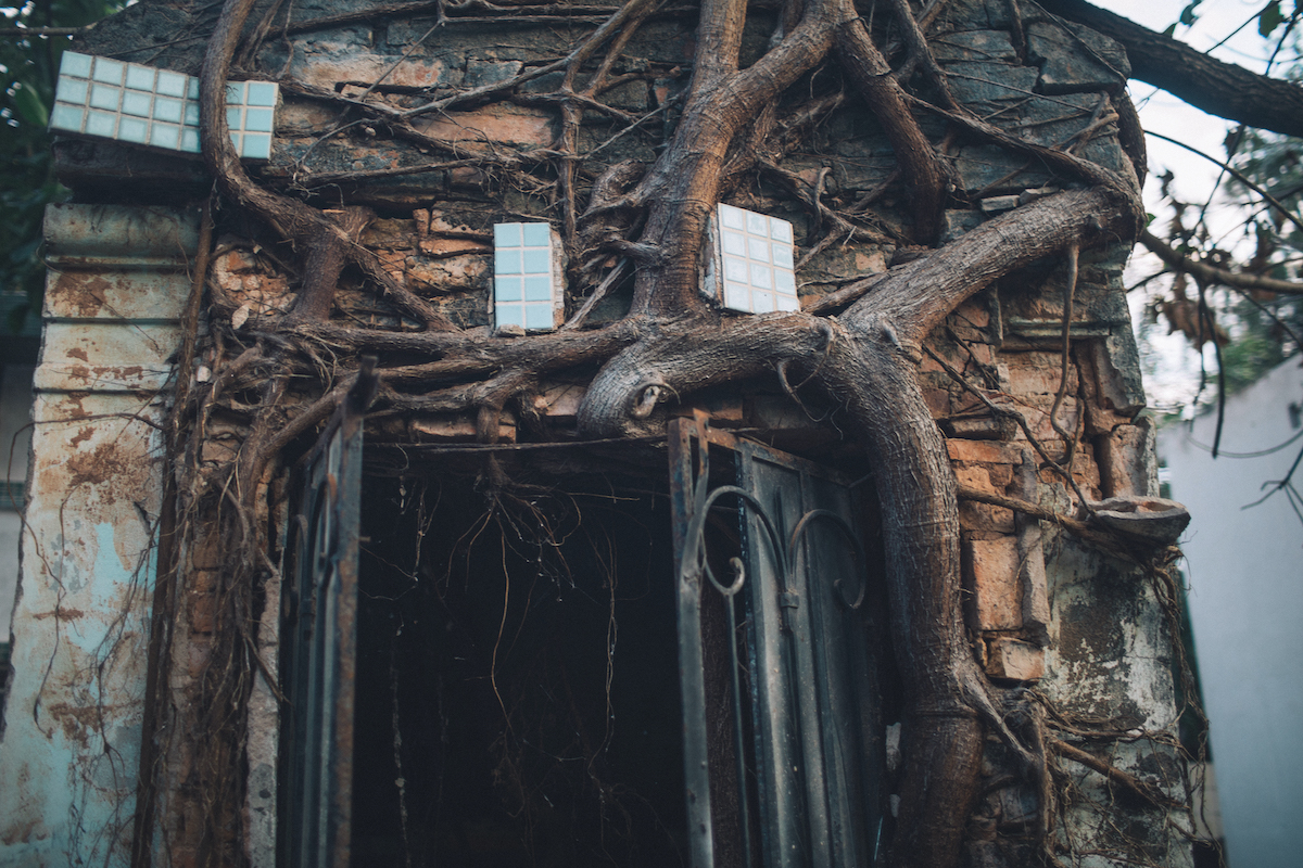 A photo of a large tree growing on top of a mausoleum, its roots embedded in the facade.