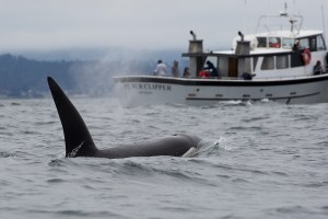 Orcas Sunk Another Yacht In Nearly Hour-Long Halloween Attack