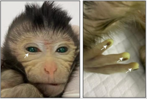 Scientists Create Monkey Chimera With Fluorescent Eyes in Breakthrough