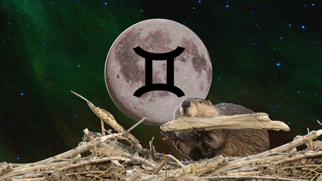 The Full Beaver Moon: November’s Full Moon in Gemini