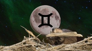 Beaver Moon in Gemini