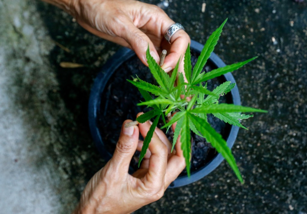 Cannabis Plant In pot