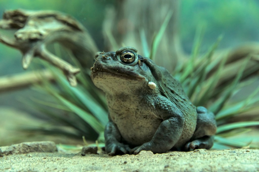 A photo of a bufo alvarius toad standing proudly on the desert sand, with plants in background.