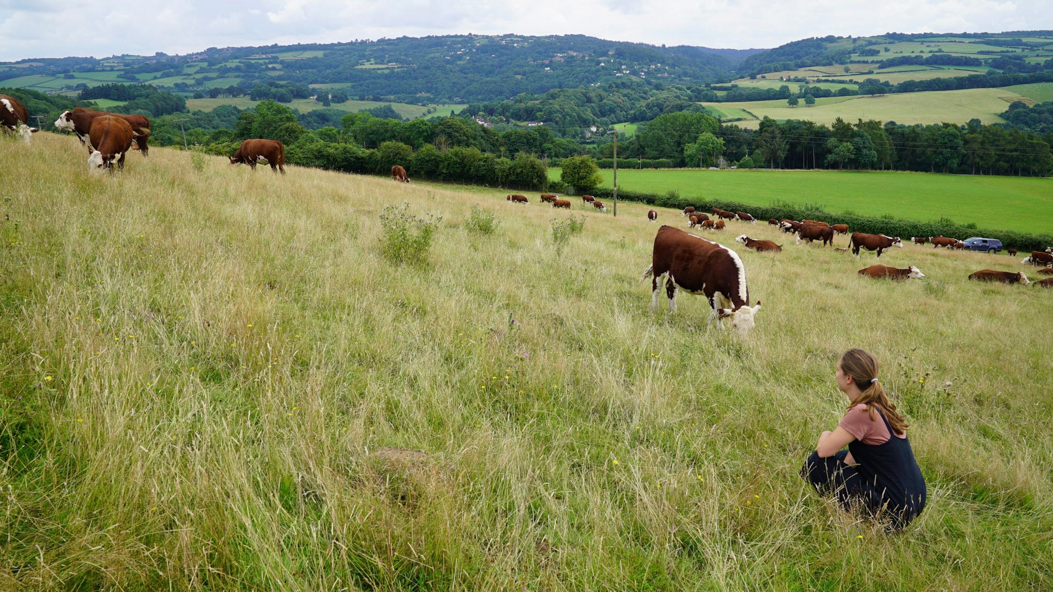 Alice V Robinson in a field of bullocks