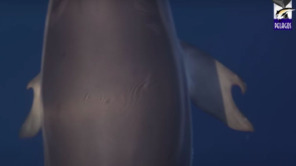 Red Alert: Scientists Have Discovered a Dolphin With Thumbs