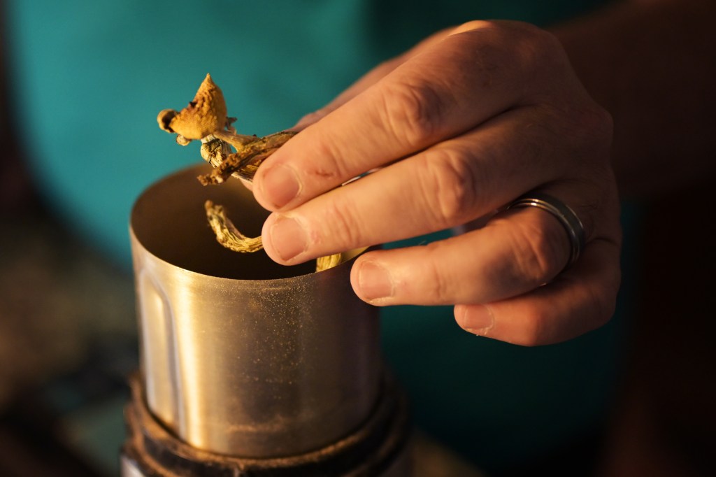 A man grinds psilocybin mushrooms dose at his home in Westminster, Colorado on Tuesday, August 22, 2023.