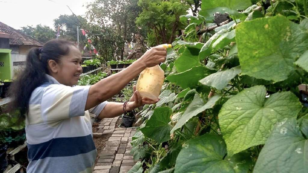 Mandiri Pangan di Tengah Kebijakan Nol Sawah: Petani Kota Solo Menanam di Antara Tembok Rumah dan Toko