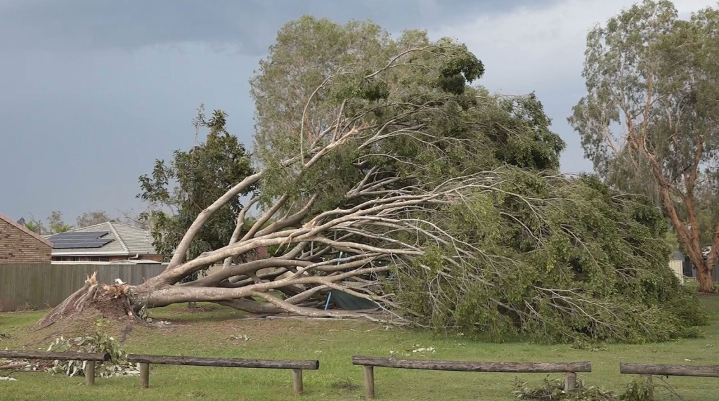 ​a fallen tree in Queensland, after storms ravaged the state ver Christmas and Boxing day. [image via 9news]