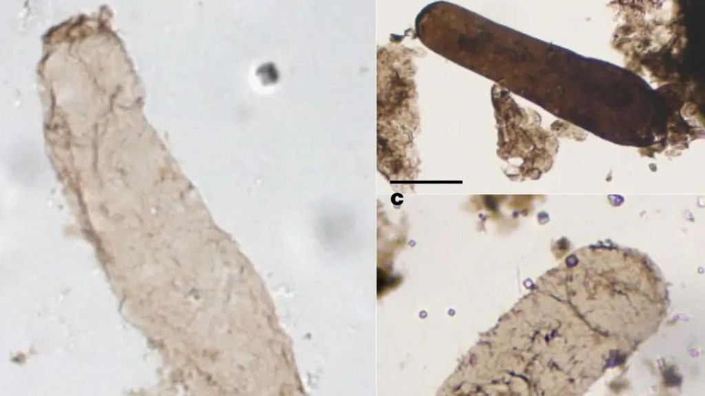 Scientists Just Made a 1.75 Billion-Year-Old Discovery About the Origin of Life