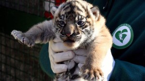 kebun binatang modern bioparco roma anak harimau sumatra peran kebun binatang dalam konservasi taman nasional kerinci seblat wawancara vice.com