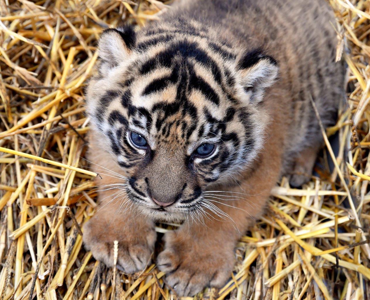 kebun binatang modern bioparco roma anak harimau sumatra peran kebun binatang dalam konservasi taman nasional kerinci seblat wawancara vice.com