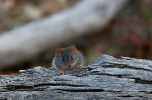 Inspiring: Cute Tiny Critters Eat Males That Die After Marathon Orgies, Scientists Discover