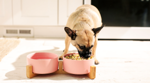 You Can Now Get a Concierge Meal Service for Your Dog