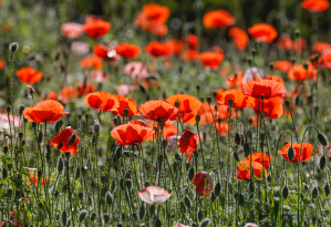 anzac-palestine