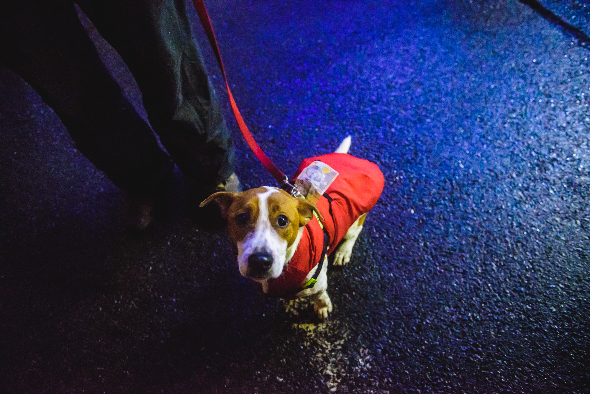 Câine la protest, Lady