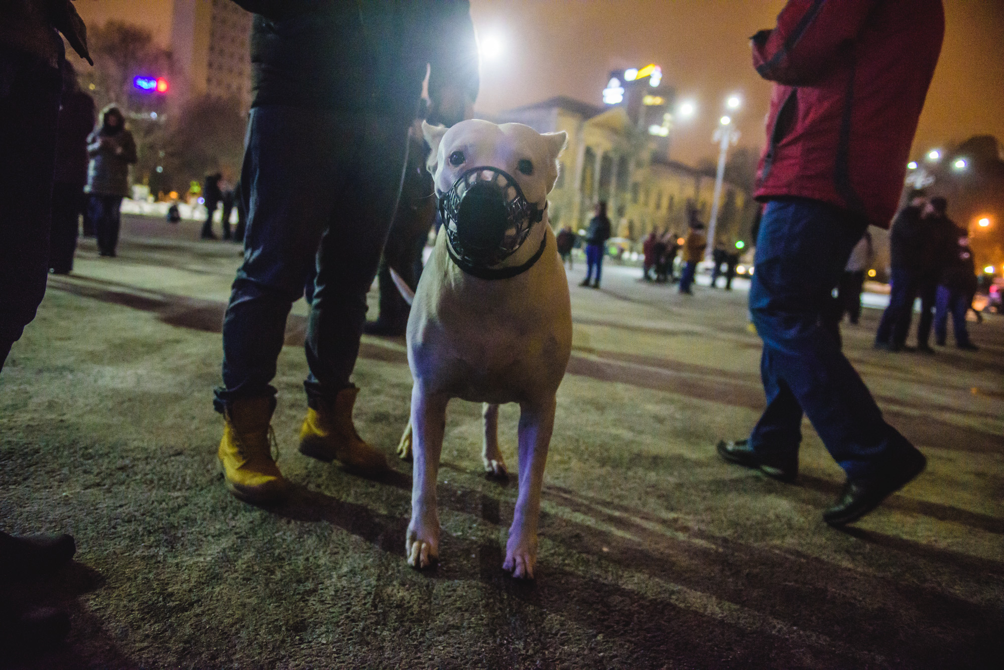 Câine la protest, Zven